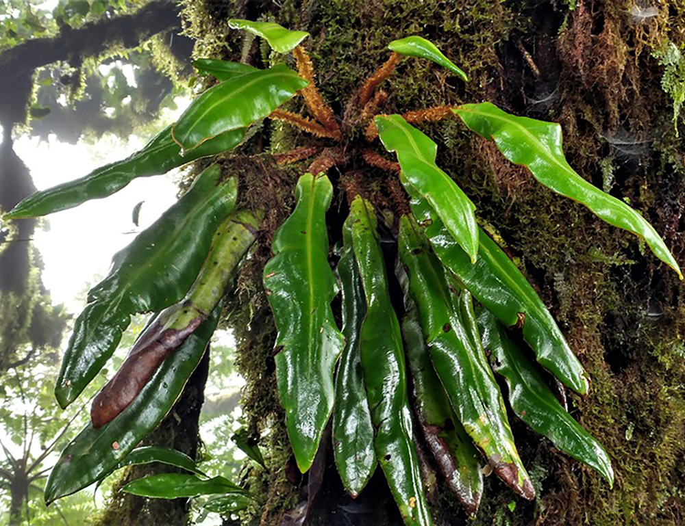 Esta planta vascular tiene como nombre científico Elaphoglossum decoratum. Foto A. Estrada