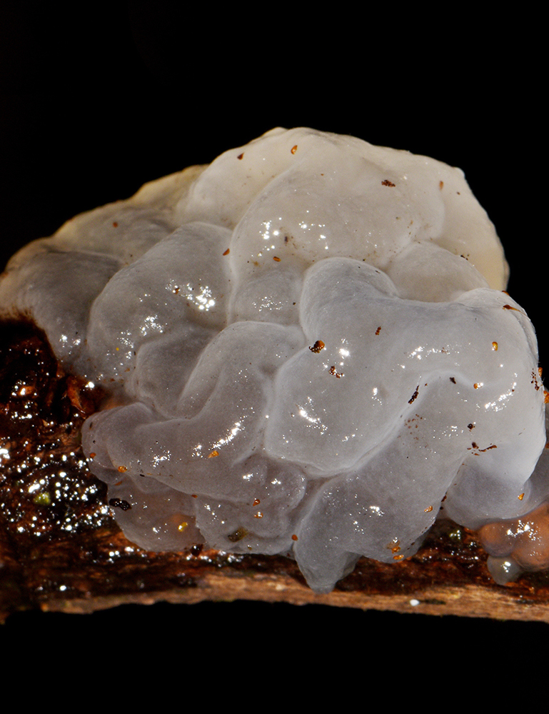 Este hongo tiene como nombre científico Tremella fuciformis. Foto A. Rodríguez