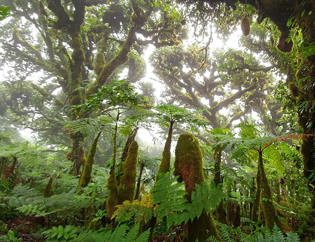 Bosque nuboso en la Isla del Coco. Foto A. Estrada