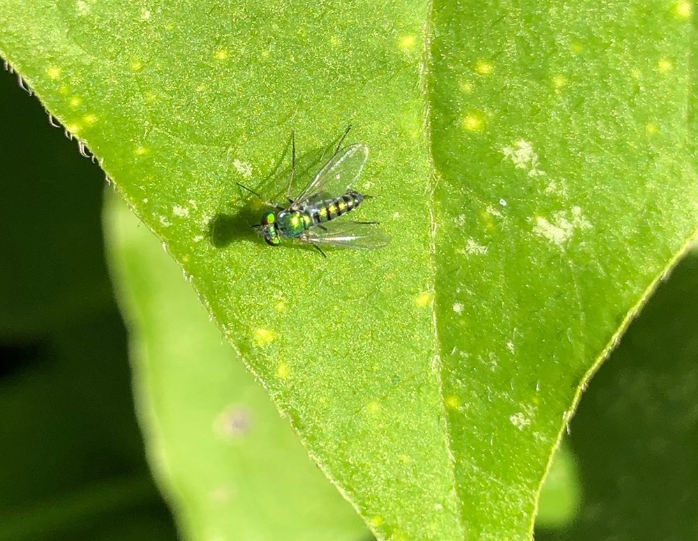 Esta es una mosca de la Familia Dolichopodidae. Foto M. Méndez