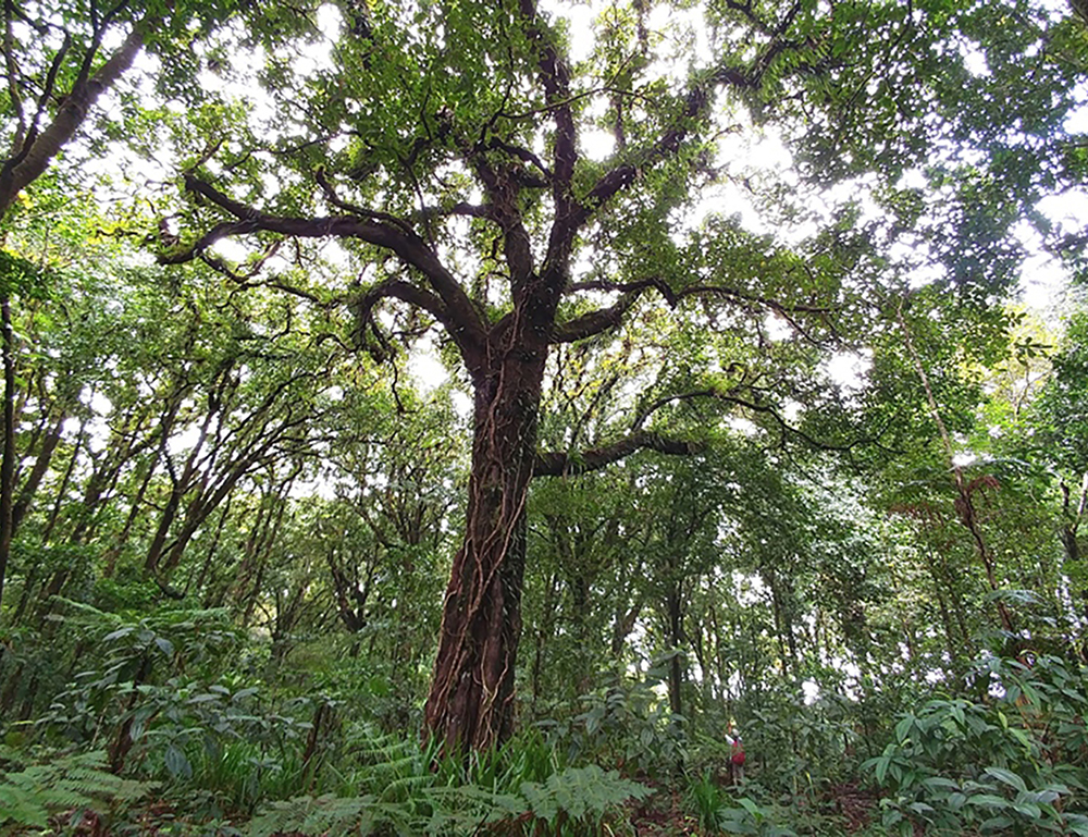 El nombre común de este árbol es Palo de Hierro, una planta vascular común en la Isla del Coco. Foto. A. Estrada