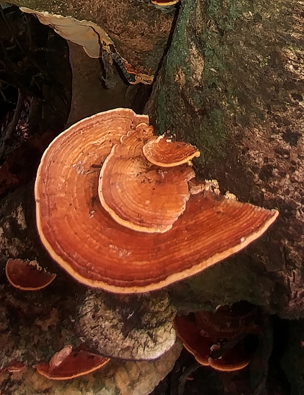 Este hongo tiene como nombre científico Rigidoporus microporus. Foto A. Estrada