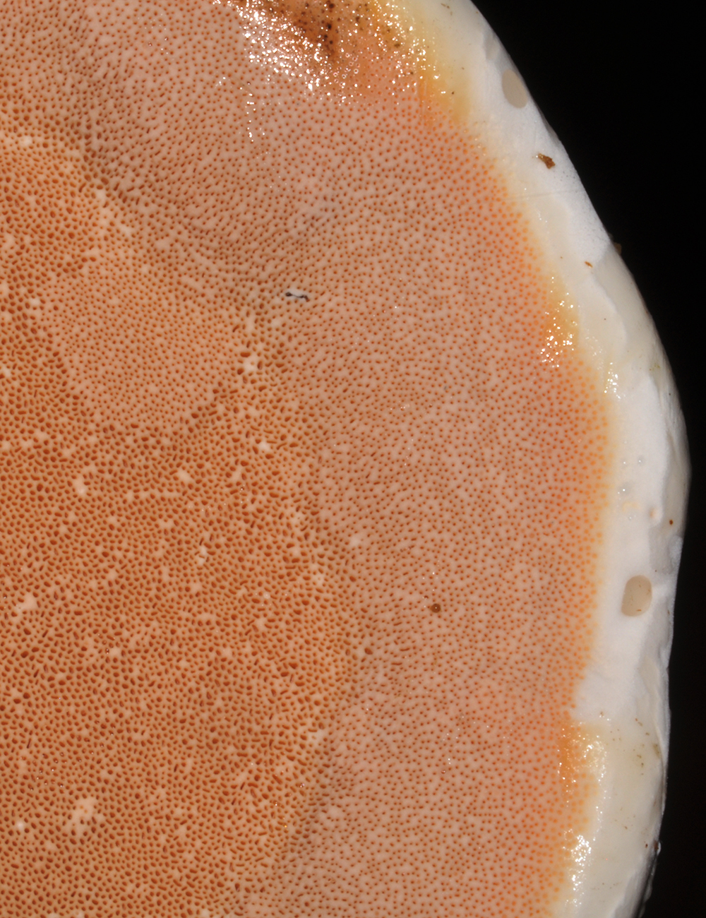 Detalle del hongo Rigidoporus microporus. Foto A. Rodríguez