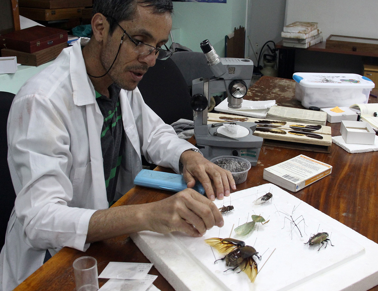 German Vega, realiza trabajos de investigación, curaduría y conservación en entomología (insectos)