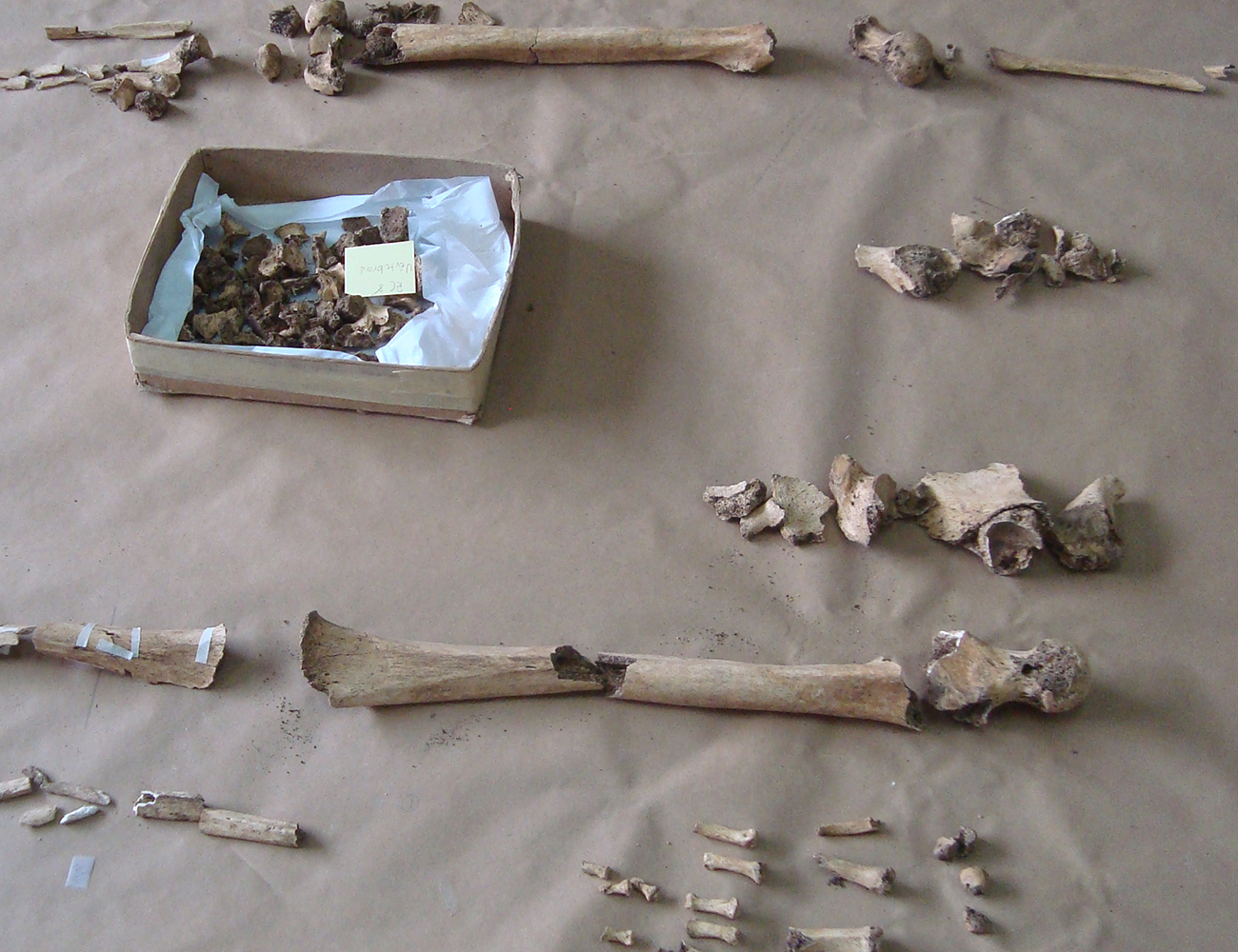 Los restos óseos encontrados en rescates arqueológicos arrojan información importante acerca de las personas que vivieron en el sitio.