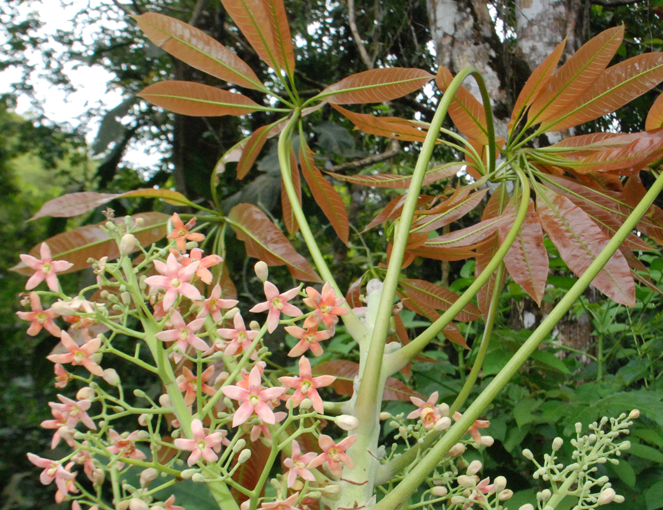 Flores de Sterculia allenii. Fotografía de Silvia Lobo