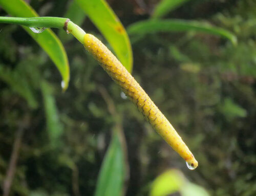 Nuevas especies de plantas