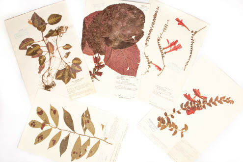 Colección Gesneriaceae