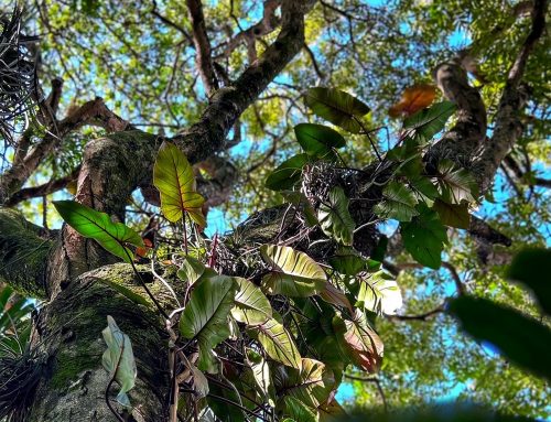 Los Secretos del Jardín