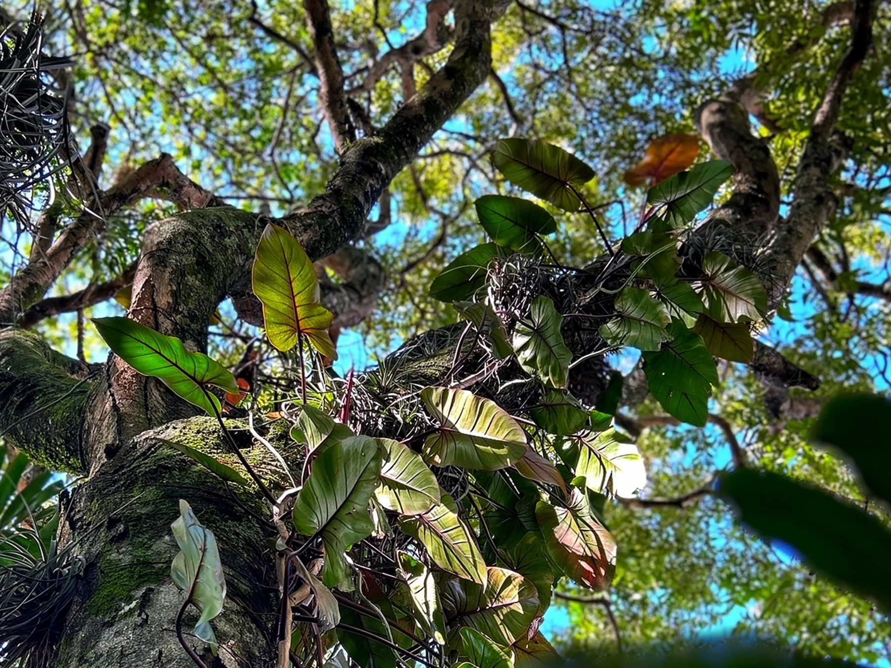 Jardín Museo Nacional de Costa Rica