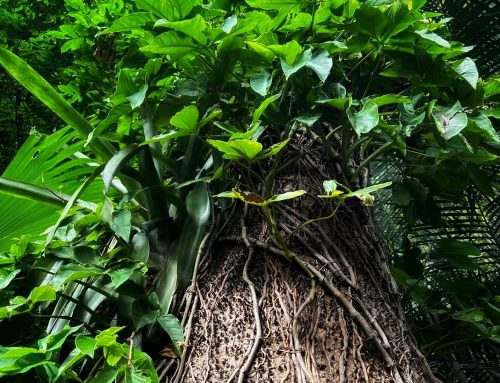 Los Secretos del Jardín