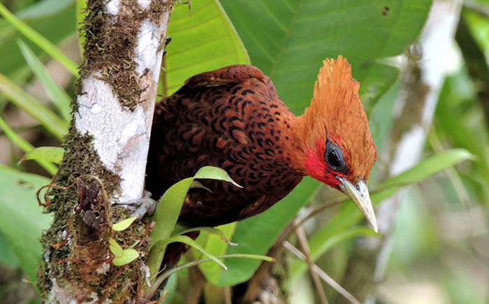 Piquero patirrojo (Sula sula).