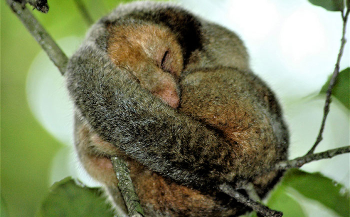 Piquero patirrojo (Sula sula).