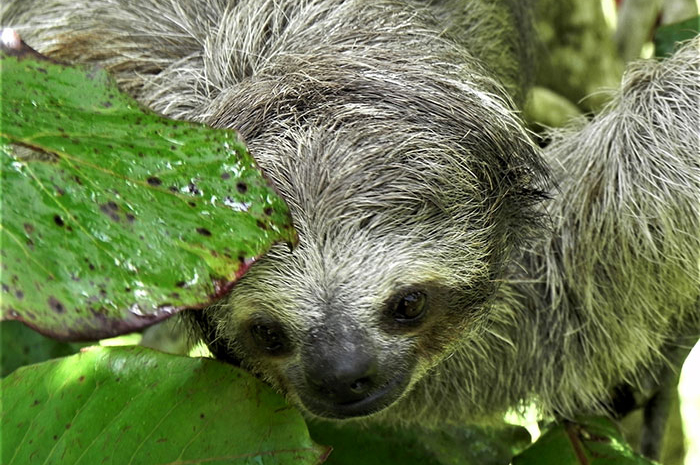 Bradypus variegatus