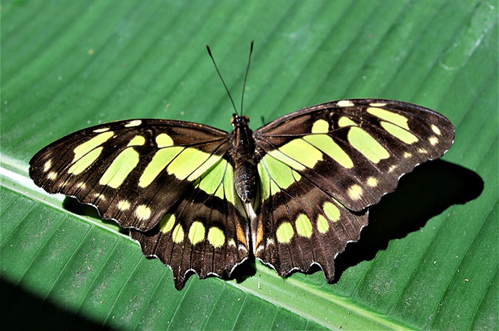 Siproeta stelenes