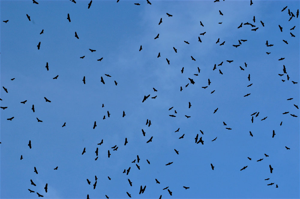 Migración de rapaces en el Caribe