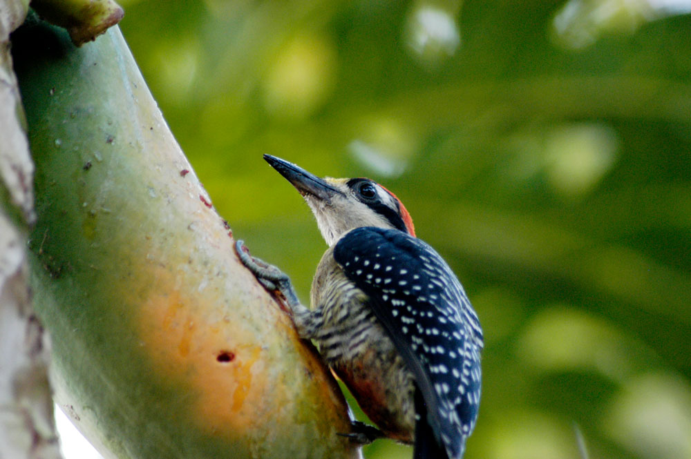 Carpintero carinegro (Melanerpes pucherani), residente