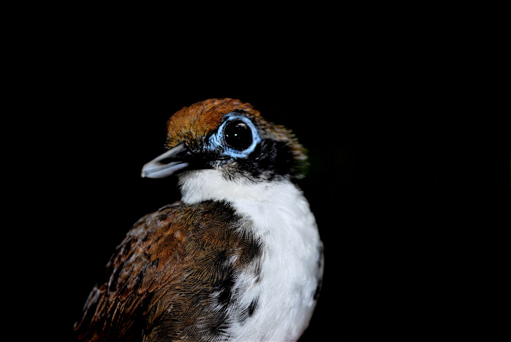 Hormiguero bicolor (Gymnopithys bicolor), residente