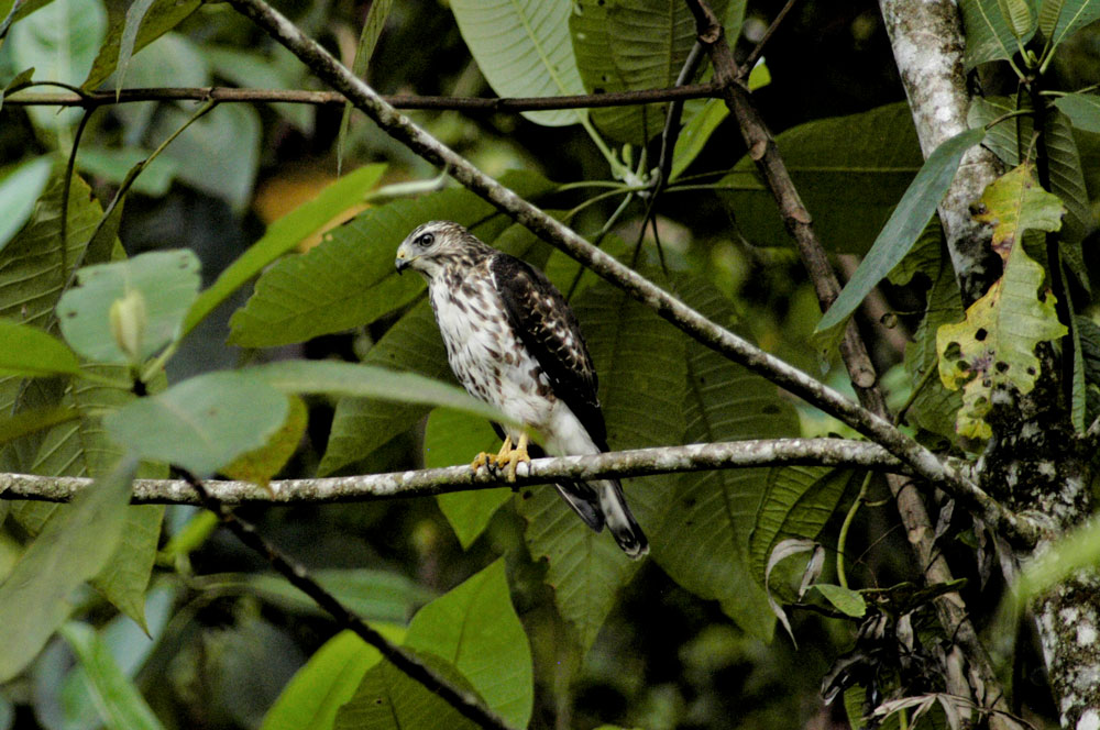 Gavilán aludo (Buteo platypterus), migratorio
