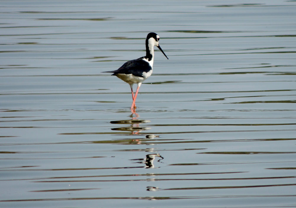 Soldadito (Himantopus mexicanus), residente-migratorio