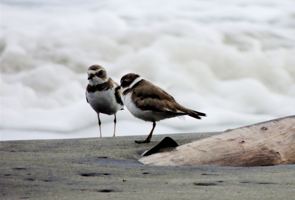 Chorlitejo picudo (Charadrius wilsonia), residente-migratorio