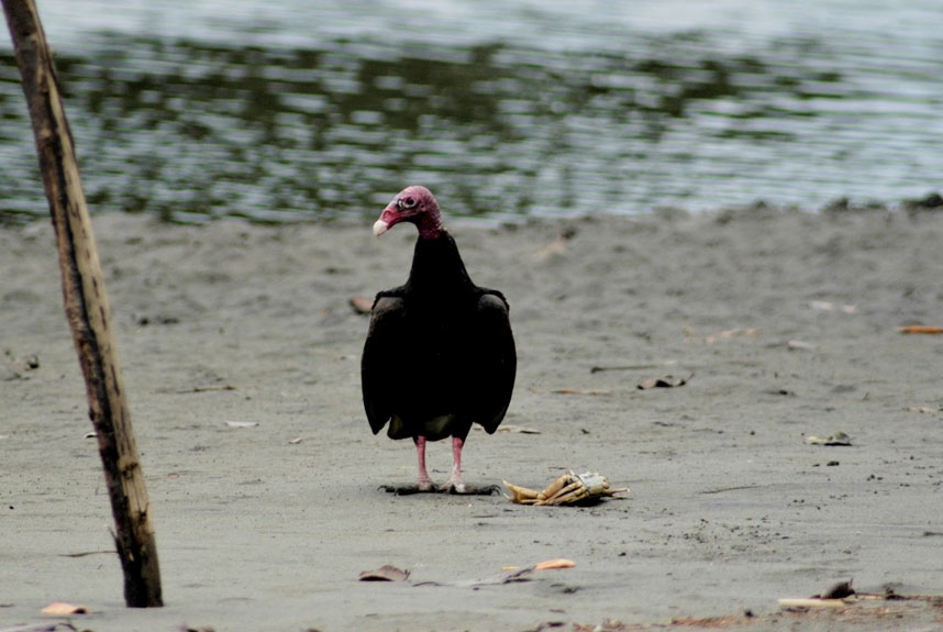Zopilote cabecirrojo (Cathartes aura), residente-migratorio