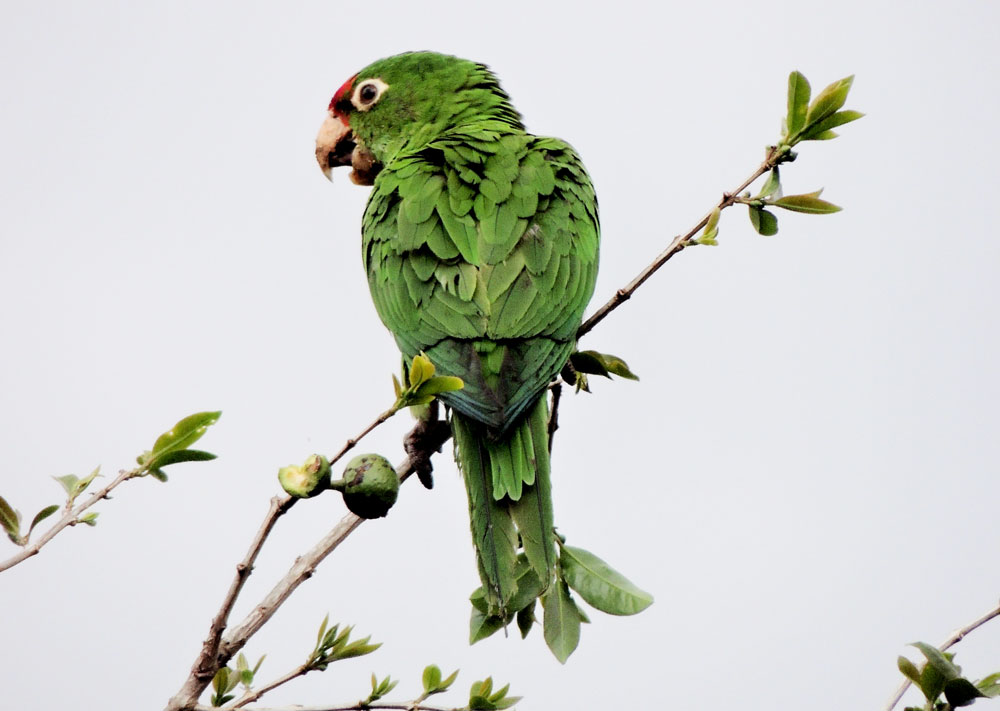 Perico frentirrojo (Psittacara finschi) endémico Nicaragua, Costa Rica y Panamá