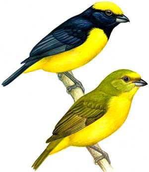 Eufonia coroniamarilla (Euphonia luteicapilla), endémico Nicaragua, Costa Rica y Panamá