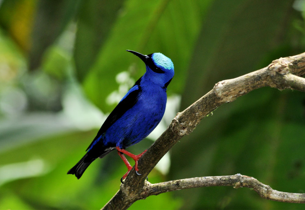 Taller Aves, Murciélagos y Ranas en Origami