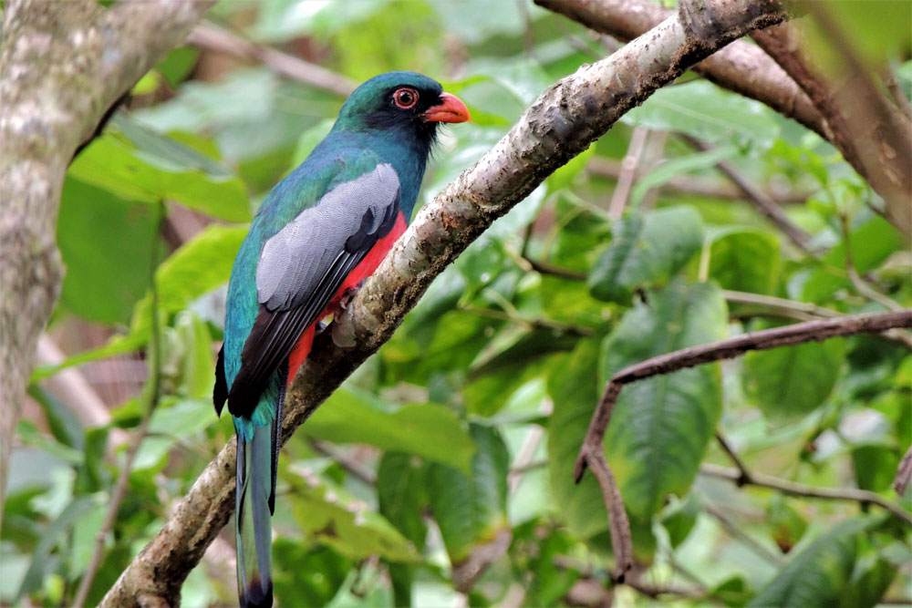 Trogón coliplomizo (Trogon massena), residente