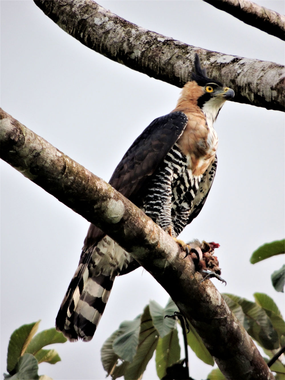Aguilillo pechachudo (Spizaetus ornatus), cerca de amenaza (UICN)