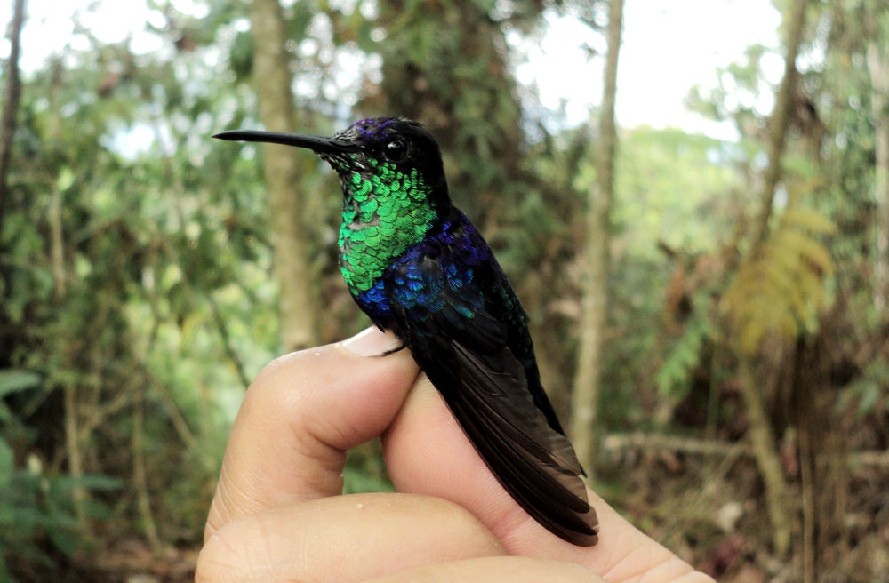 Colibrí ninfa verde-violeta (Thalurania colombica)