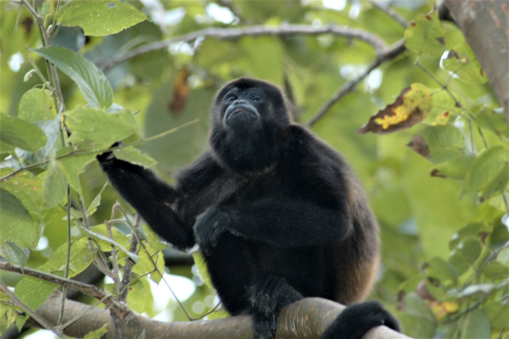 Mono congo o aullador (Alouatta palliata)