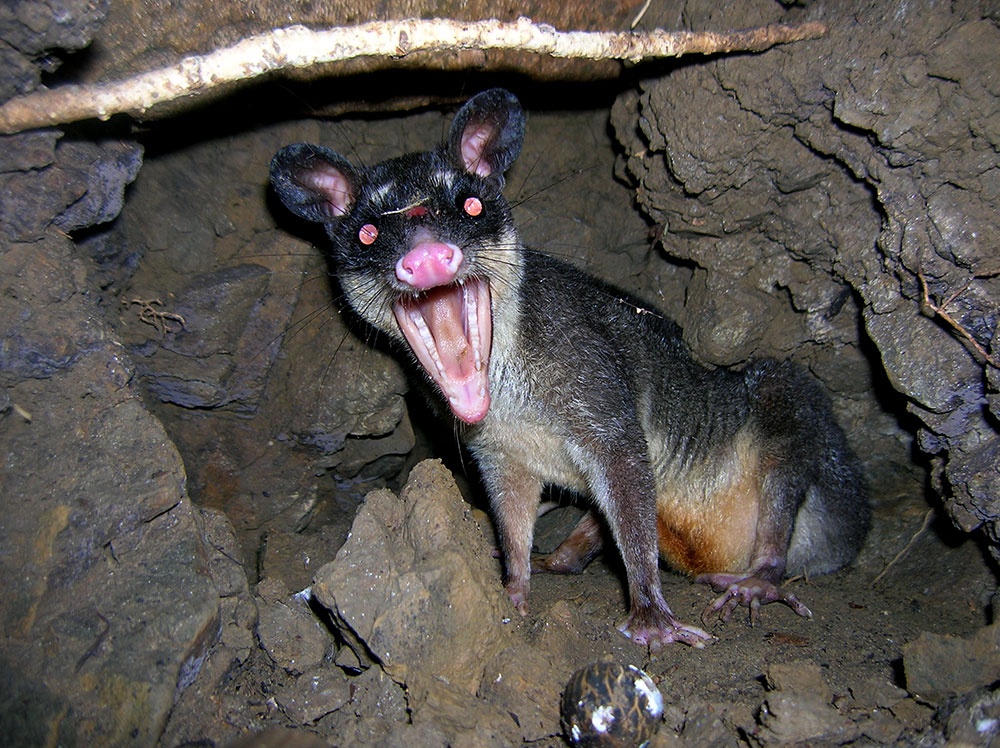 Zorro cuatro ojos (Philander opossum)