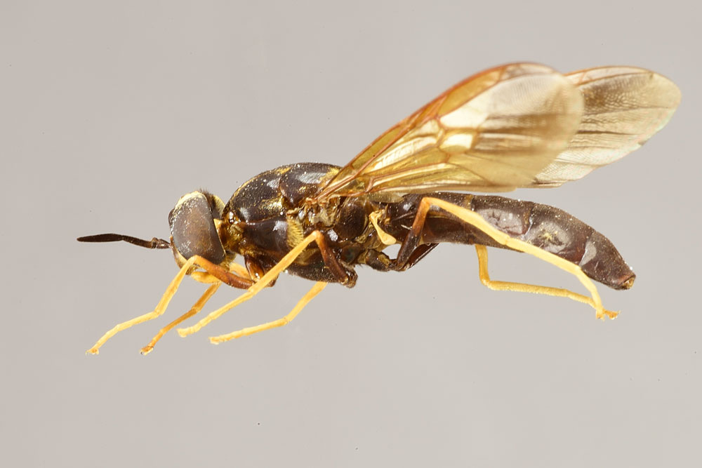 Hermetia pterocausta (Stratiomyiae)