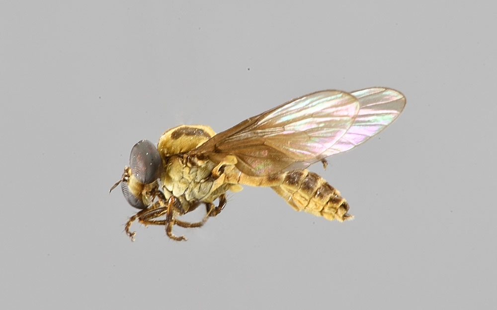 Holcocephala elviae (Asilidae)