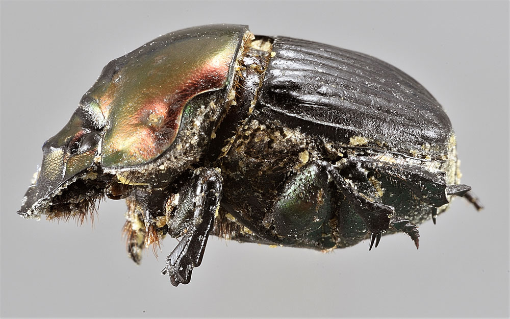 Phanaeus pyrois (Scarabaeidae)