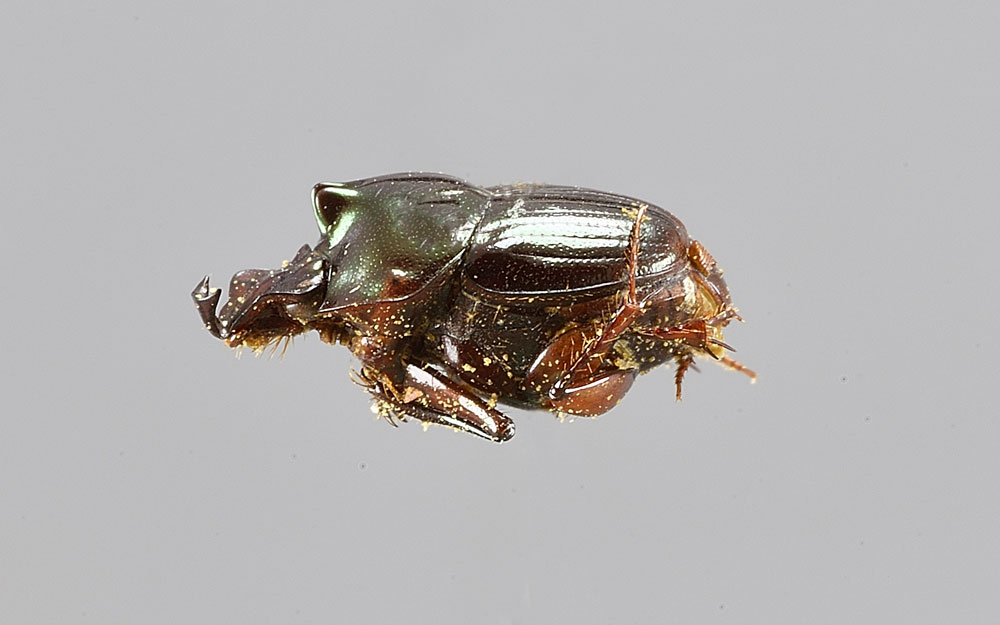 Onthophagus limonensis (Scarabaeidae)