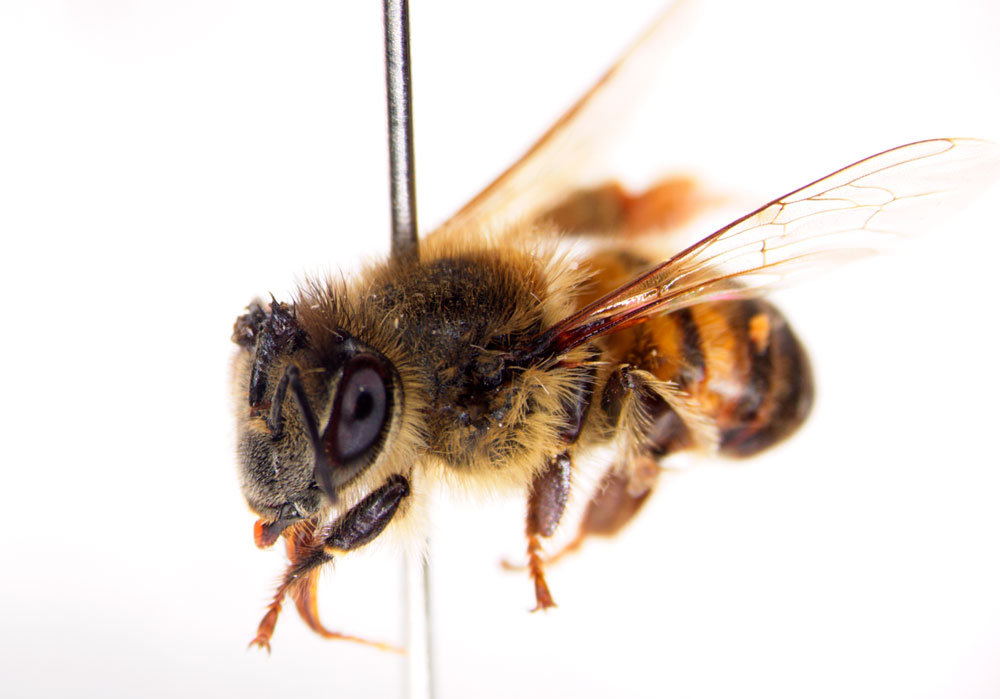 Apis mellifera (Apidae)