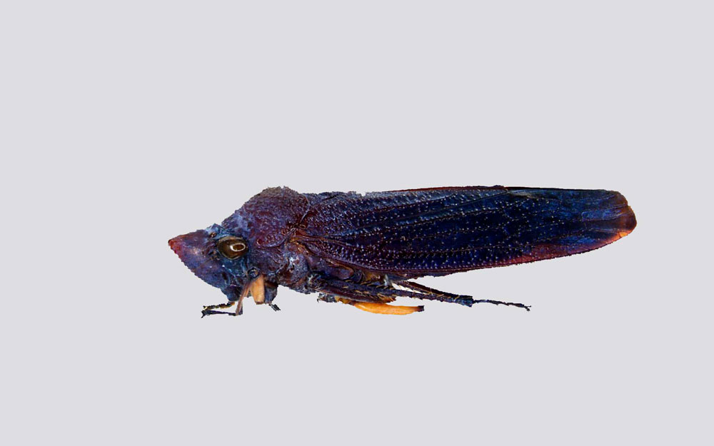 Abana gigas (Cicadellidae)