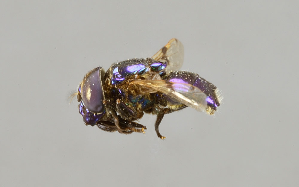 Ornidia obesa (Syrphidae)