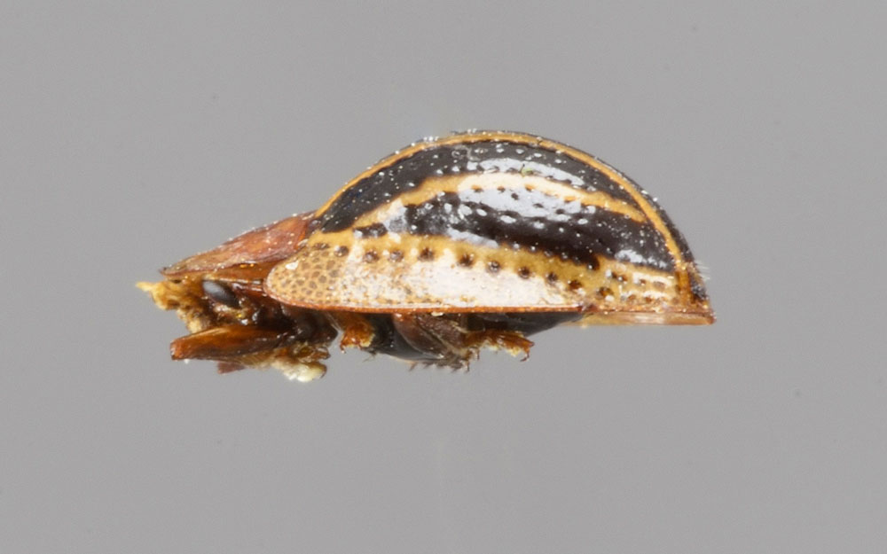 Agroiconota propingua (Chrysomelidae)