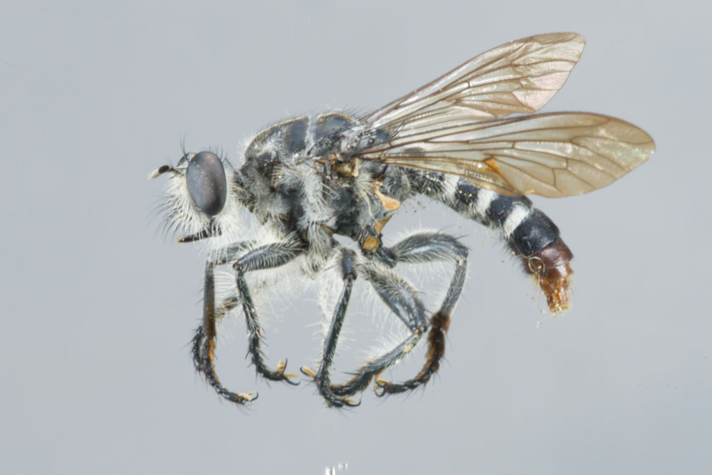 Andrenosoma cinereum (Asilidae)