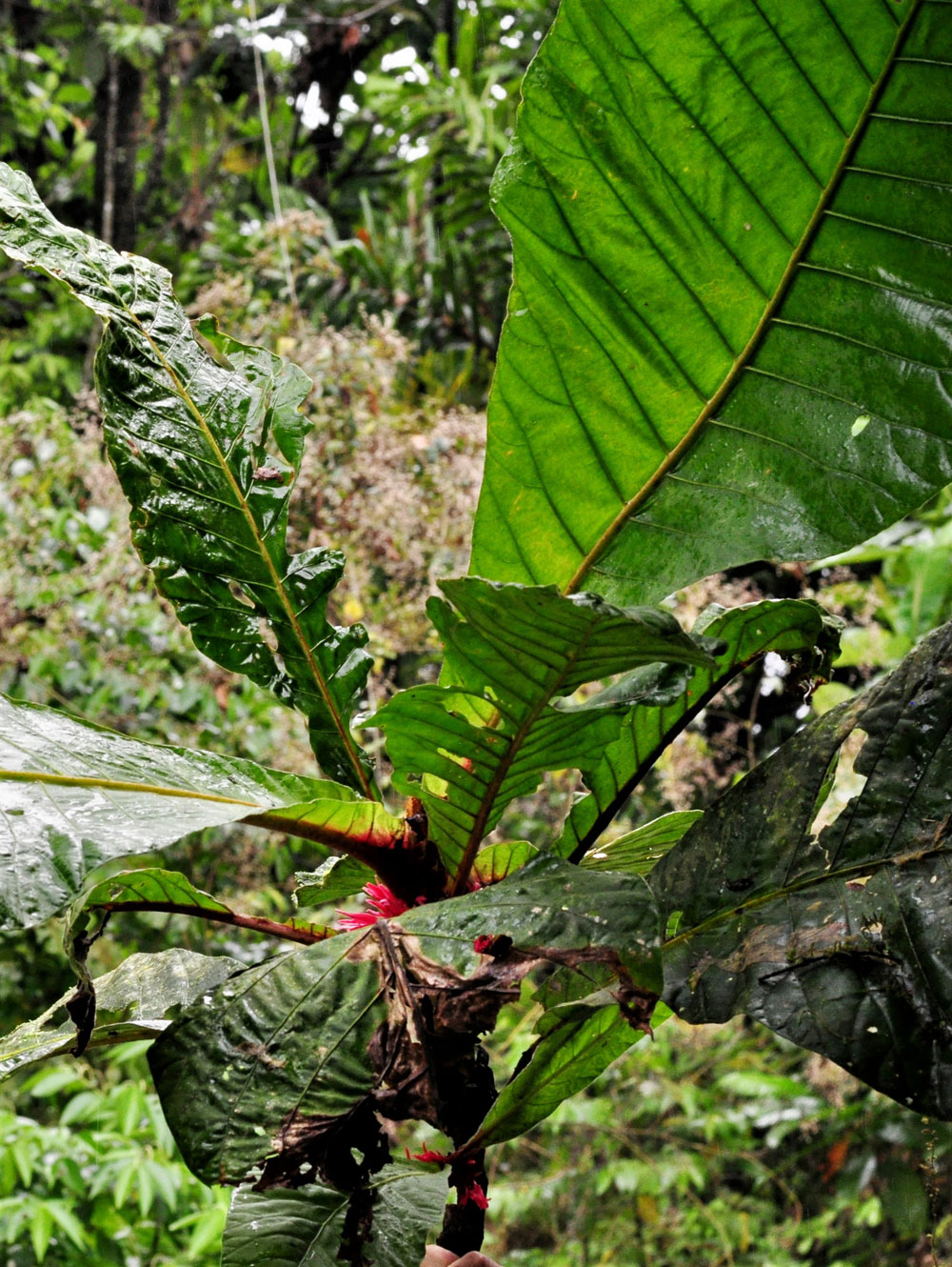 Pentagonia hirsuta