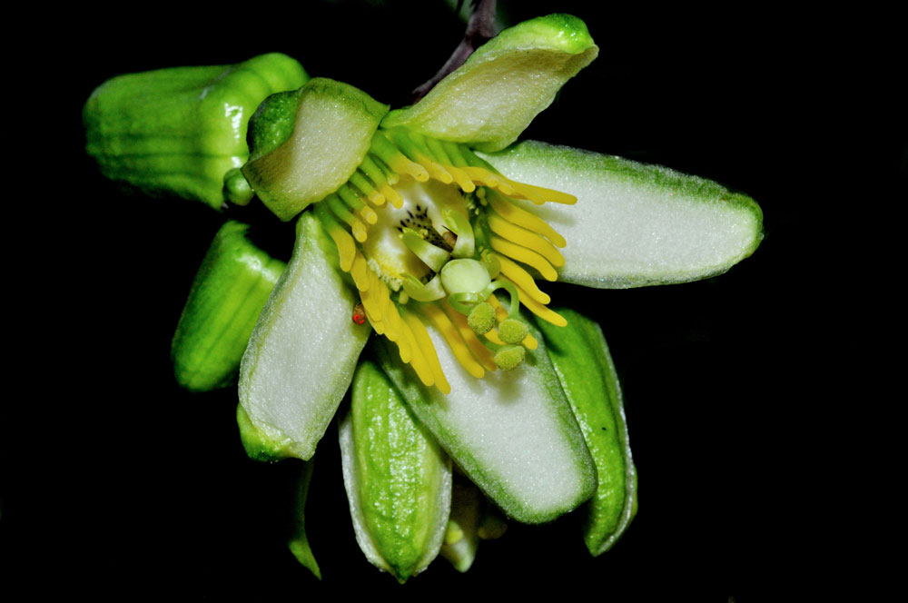 Passiflora megacoriacea