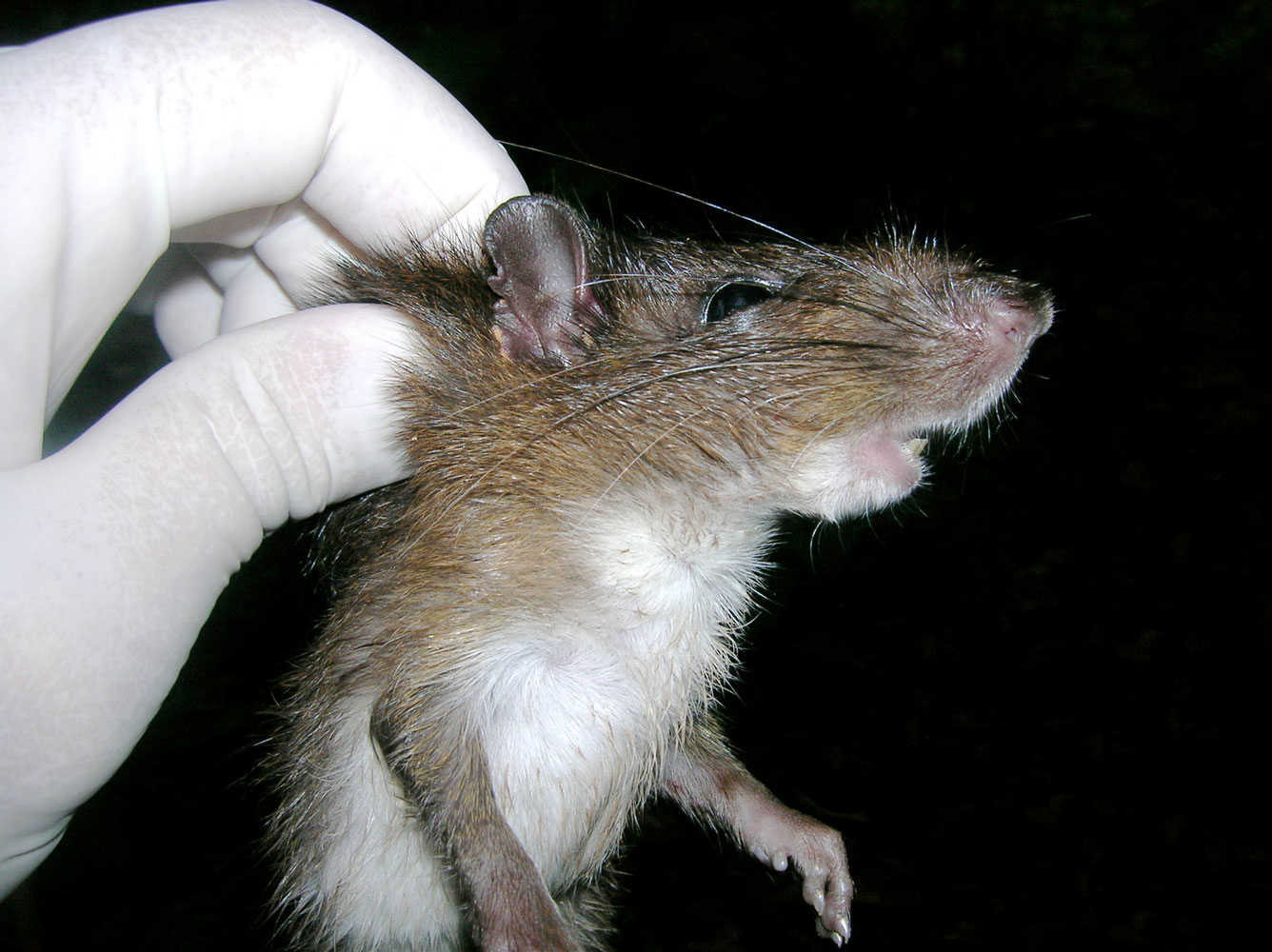 Rata espinoza (Proechimys semispinosus)