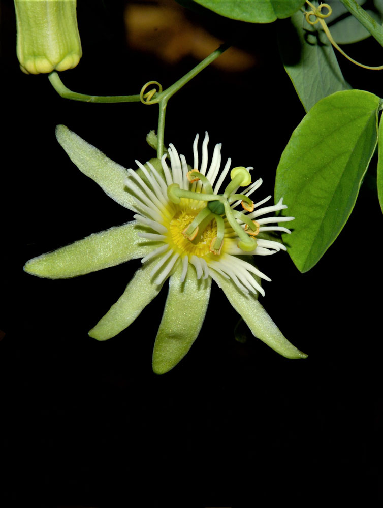 Passiflora arbelaezii