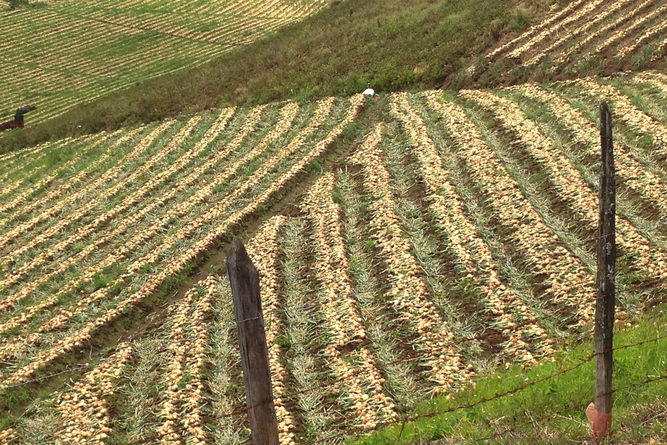 Agricultural fields on the slopes of Irazú Volcano