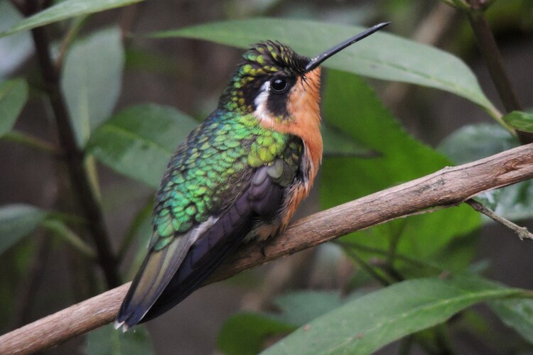 Colibrí montañés gorgimorado (Lampornis calolaemus)