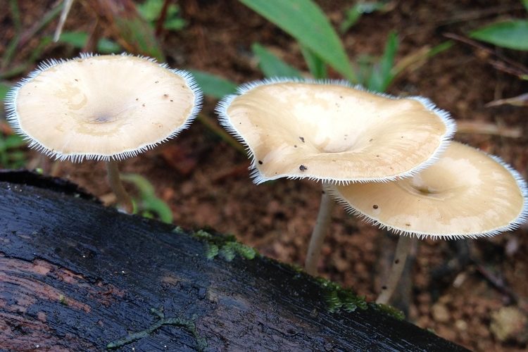 Lentinus tricholoma